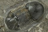 Paralejurus Trilobite Fossil - Ofaten, Morocco #345182-2